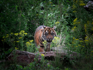 A beautiful shot of a tiger ready to attack