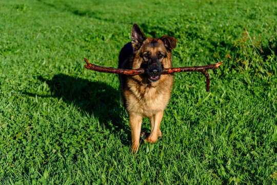 german shepherd dog walking facing the camera with a stick in its mouth in the middle of a grassy field with one ear pricked and the other down, looking straight - Powered by Adobe