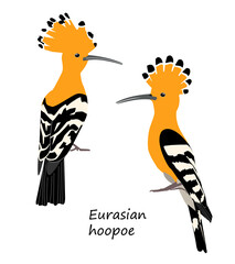 Eurasian hoopoe isolated on white background. Vector illustration. © Vitaly Ilyasov