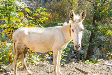 Naklejka na ściany i meble A white donkey in the Darband Valley in the mountain Tochal , Tehran, Iran