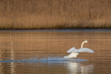 White swan landing on the water. Nice side light from a low winter sun.