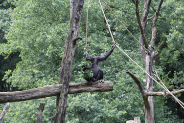 A cute black gorilla collecting tree branches and jumping from a log construction in the zoo