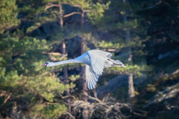 Single white swan flying against woodland background