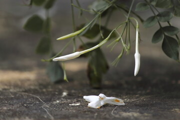 Flower buds and fallen flower.  Concept birth and death