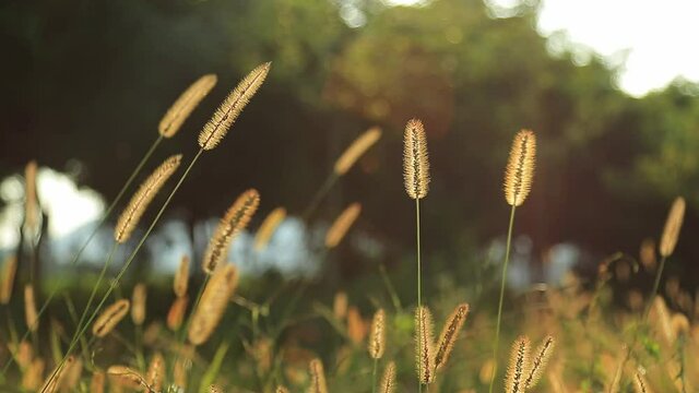 Setaria viridis on the grass in autumn, bokeh background