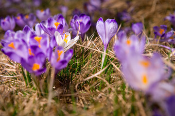 krokus 2