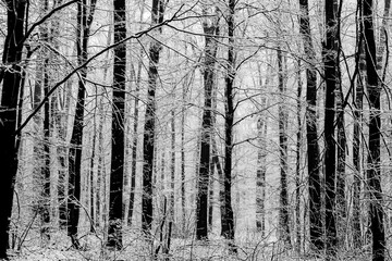 Beautiful winter landscape in the european forest. Snow on the trees.
Enigmatic and amazing winter nature in black and white. Frosted trees branches.
