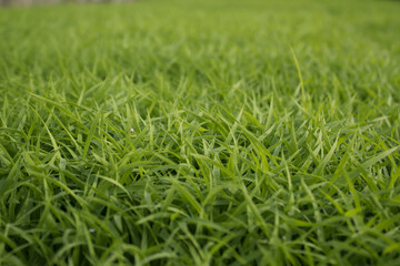 spring season abstract natural background of green rice farm close up with water drop . grass with water drops .