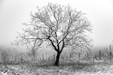 Beautiful winter landscape in the european forest. Snow on the trees.
Enigmatic and amazing winter nature in black and white. Frosted trees branches.
