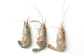 Fresh giant freshwater prawn isolated on white background.