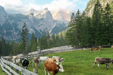 Fototapeta na wymiar Heard of cows grazing on the lush green pasture in a valley in Italian Dolomites on a sunny day. In the back there are high and sharp mountain peaks. The cows are behind a wooden fence. Early morning