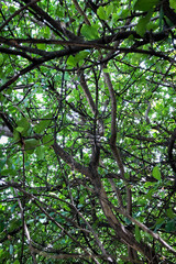 green leaves background