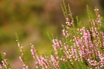Obraz premium Heather in the glens of Scotland 
