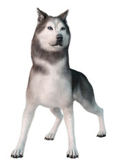 3D Rendering Siberian Husky on White