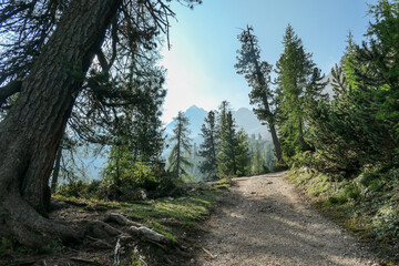 Fototapeta na wymiar A gravelled road leading through a valley in Italian Dolomites. The sides of the road are overgrown with tall trees. High and sharp mountains around. Remote and desolate place. Serenity and calmness