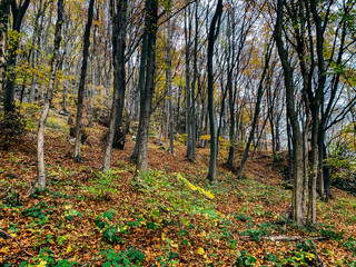 Forest on the Kalnik mountain in Prigorje, Croatia (near Križevci city). Autumn colors during November.