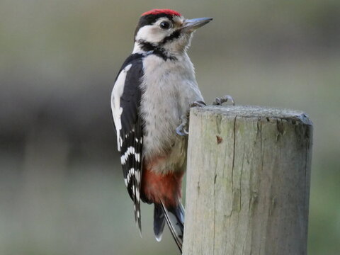 great spotted woodpecker close up