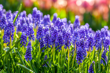 Naklejka premium Grape Hyacinth in park
