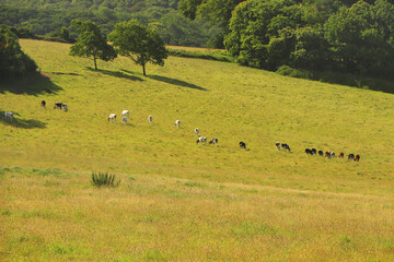 View over the river Fal from the meadows of Trelissick gardens