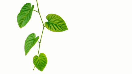 Romantic tree shape with green heart shaped leaves leaves on white background