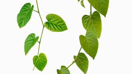 Heart shaped green leaves isolated on white background
