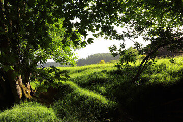 Fototapeta premium Tangle of undergrowth along a path covered with a tree canopy through the forest