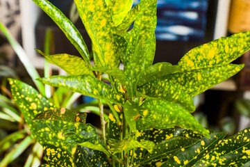 Croton plant leave close-up background, yellow and green color and house plant