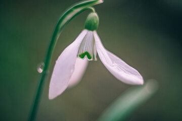 Snowdrop
