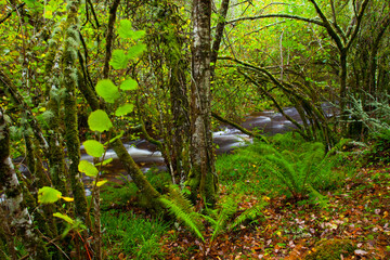 Bosque Atlántico, Reserva Integral de Muniellos, Asturias