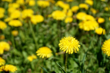 Blooming dandelion, illuminated by the sun on the background of other dandelions and green grass.
