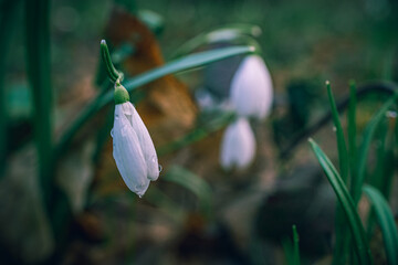Snowdrop