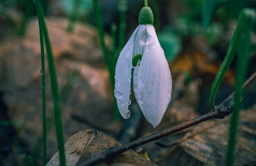 Snowdrop