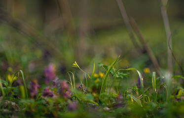 Wild flowers