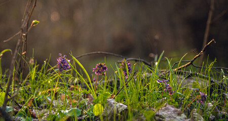 Wild flowers