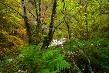 Fototapeta na wymiar Bosque Atlántico, Reserva Integral de Muniellos, Asturias. Forest. Muniellos Natural Reserve. Asturias. Spain