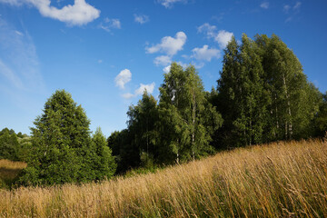 Fototapeta premium Beautiful natural summer landscape of Central Russia-field and birch trees on a Sunny summer day under a blue sky