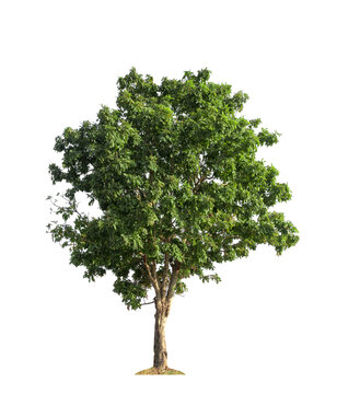 green tree isolated on white background.