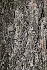 Tree bark texture background. Macro