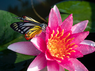 Butterflies forage naturally in spite of the flowers. Tree and lotus pollen