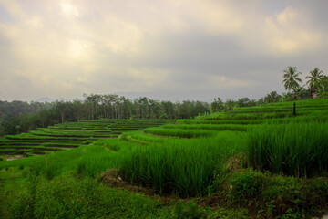 View of rice fields in the mountains in North Bengkulu, Indonesia