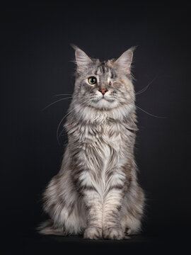 Very pretty silver tortie Maine Coon cat with one eye. Sitting up straigth facing front. Looking friendly towards camera. Isolated on black background.