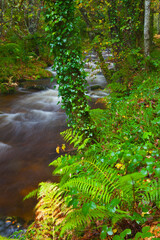 Bosque Atlántico, Reserva Integral de Muniellos, Asturias.  Forest. Muniellos Natural Reserve. Asturias. Spain