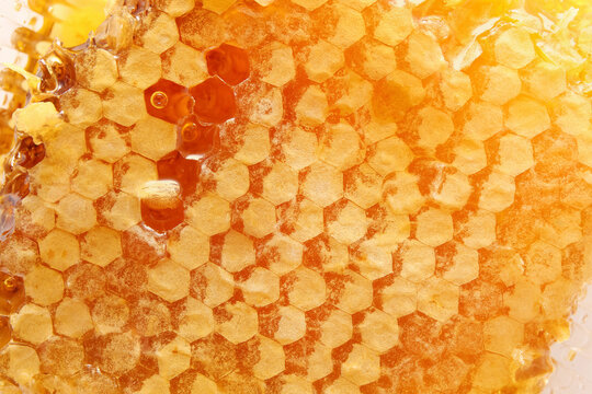bee honeycomb with honey