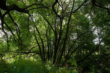 Forest landscape. The middle band of Russia. Trees with branches