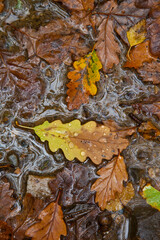 Bosque Atlántico, Reserva Integral de Muniellos, Asturias