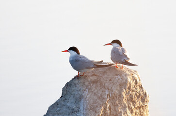 Common terns sitting atop of a rock in Canada