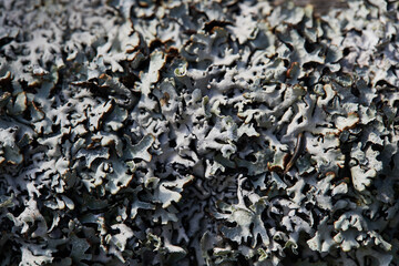 Gray moss and lichen on an old wooden Board. Texture background macro