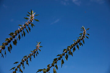 Motherwort flowers (Leonurus cardiaca) against a blue sky macro closeup