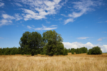 Obraz premium Picturesque summer landscape in the Russian village: yellow fields and trees on the horizon