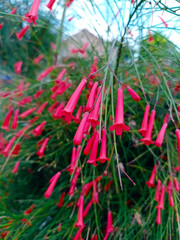 Beautiful firecracker flowers. Close up. Selective focus.